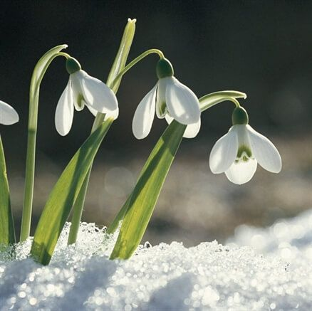 Snowdrop